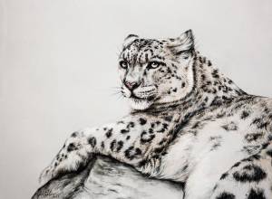 Ирбис раскраска