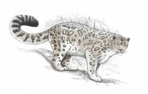 Иллюстрация Снежный барс, Ирбис в стиле компьютерная графика