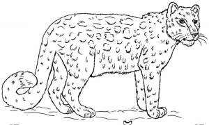 Раскраски Ирбис