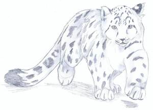 Барс рисунок карандашом