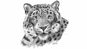 Ирбис раскраска