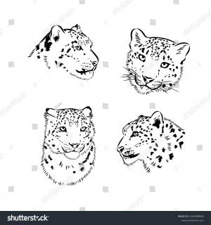 Vector Snow Leopard Irbis Wild Cats