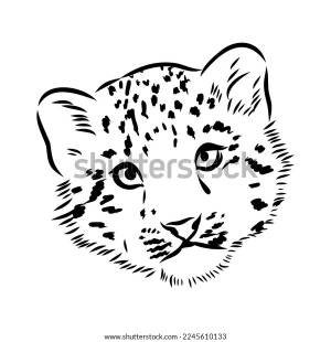 Vector Snow Leopard Irbis Wild Cats