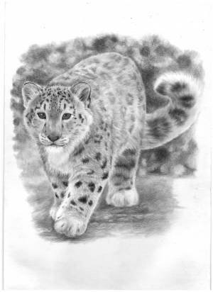 DataLife Engine > Версия для печати > Ирбис раскраска