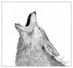 Coyotes