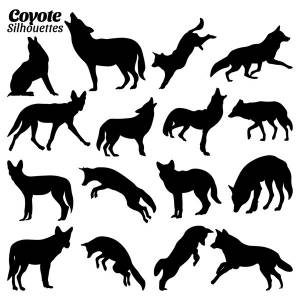 Coyote howl