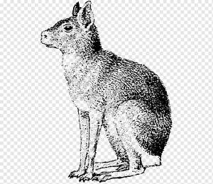 Red fox Coyote Hare Whiskers Патагония, Собака, млекопитающее, кошка, как млекопитающее png