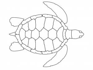 Раскраски морская черепаха , Категория