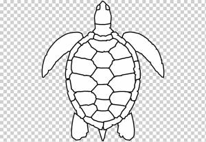 Зеленая морская черепаха Рисунок, морская черепаха, животные, симметрия, организм png