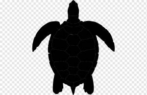 Зеленая морская черепаха, черепаха, животные, панцирь черепахи, рисунок png