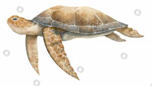 Морская черепаха, нарисованная акварелью от руки на изолированном фоне в бежевых и коричневых тонах colors