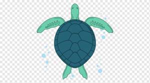 Рисунок морской черепахи, март, животные, обои для рабочего стола, бирюза png