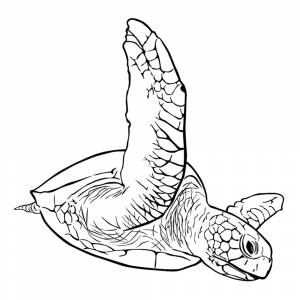 Раскраска Морская черепаха