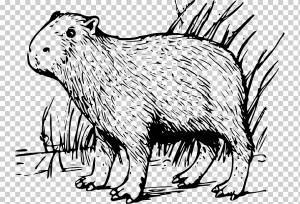 Раскраски Капибара Грызун, Дикобраз, млекопитающее, хищник, позвоночное png