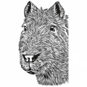 Капибара схематичный графический портрет капибары на белом фоне капибары