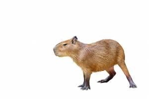 Капибара изолирована на белом фоне