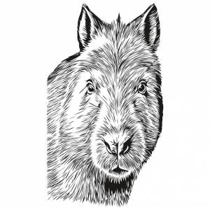 Капибара винтажная иллюстрация черно-белое векторное искусство капибары