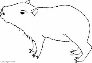 Раскраски капибара животное