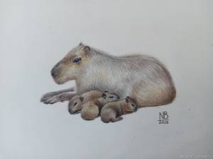 Рисунок Капибара