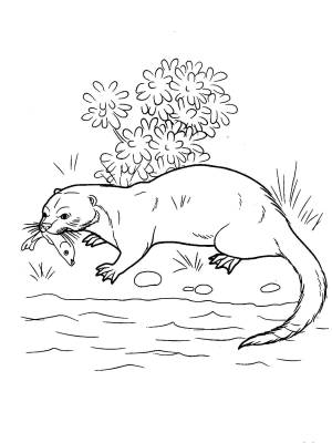 Раскраски Раскраска Мангуст на охоте дикие животные домашние животные
