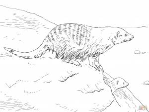 Раскраска Полосатый мангуст