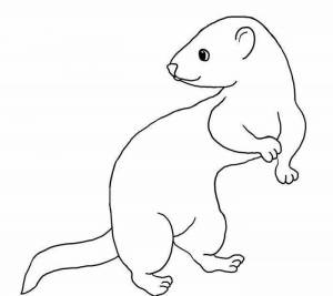 Домашнее животное мангуст