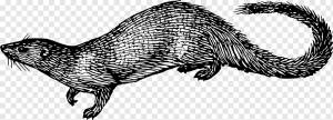 Египетский мангуст, рисунок животных, разное, морская млекопитающая, млекопитающее png