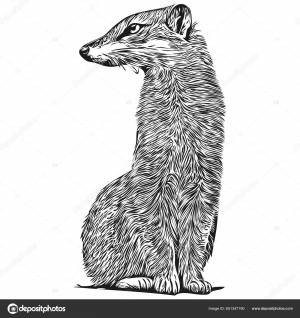 Ручной Рисунок Mongoose Белом Фоне Mongoose Векторное изображение ©svetomircomua 651347190