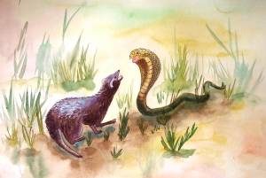 Иллюстрация Мангуст