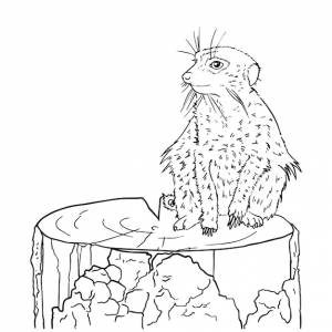 Сурикат сидит на пне, млекопитающее, животное, мангуст, каракули, линейная мультяшная раскраска