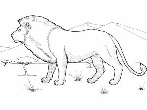 Раскраски мангуст, Раскраска Мангуст на охоте дикие животные