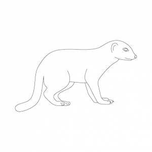 Мангуст в стиле линейного рисования векторная иллюстрация