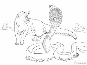 мангуст Раскраски