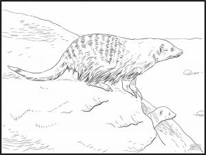 Раскраски Мангуст