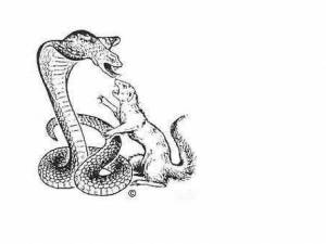 Раскраски Рикки тикки тави