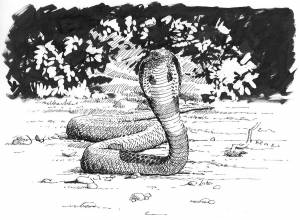 DataLife Engine > Версия для печати > Раскраска рикки тикки тави