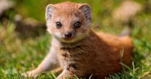 Рикки-Тикки Тави в реальности