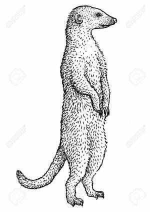 Домашнее животное мангуст