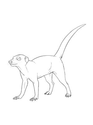 Раскраски Сурикат