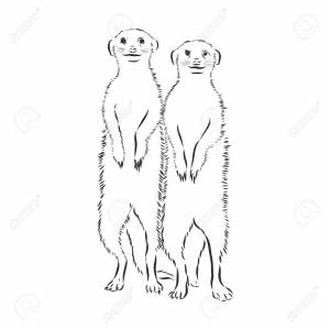 Сурикат раскраска