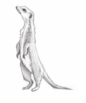 Сурикат раскраска