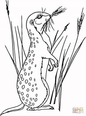 Раскраска Сурикат в траве