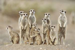 Алфавитный определитель животных