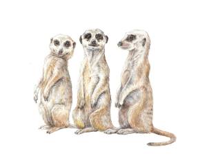 Сурикат раскраска