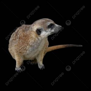 мангуст PNG и картинки пнг