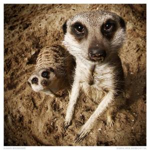 Животное мангуст