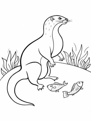 Раскраски Мангуст
