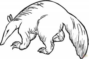 Раскраска Муравьед 6