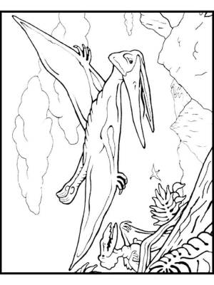 Раскраски Птеродактиль