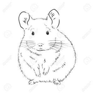 Шиншилла рисунок